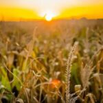 Crescimento da Agropecuária Impulsiona PIB Brasileiro em 2025