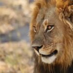 Imposto de Renda: Entenda a Tributação de Investimentos no Exterior