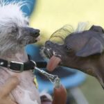 Gastos com Pets: Dedução no Imposto de Renda 2026 em Debate